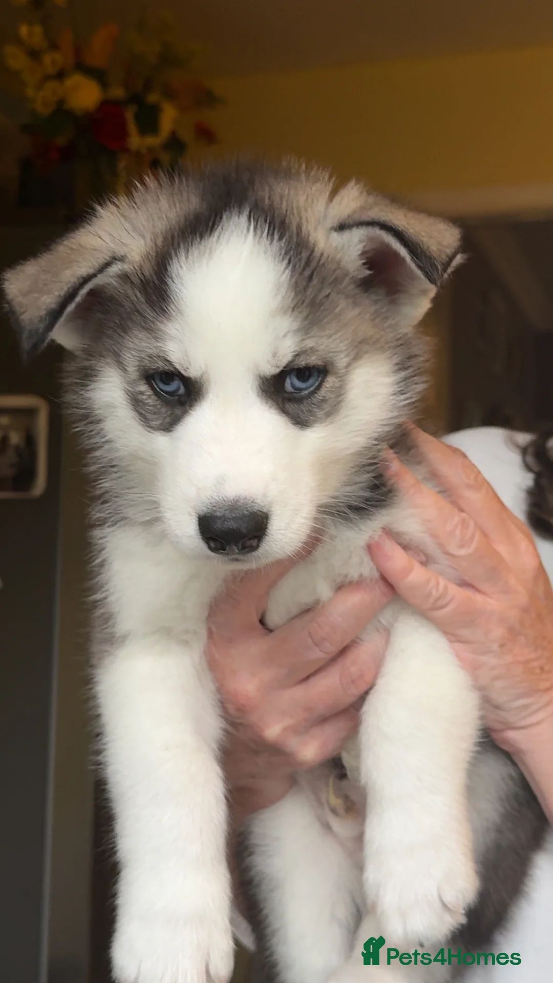 Siberian Husky dogs for sale: Beautiful Siberian husky puppies - Advert 2
