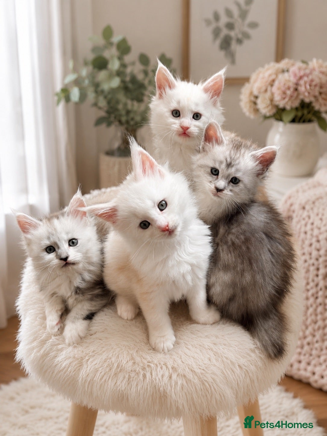 Maine Coon cats     🌟🌟Amazing Kittens Maine Coon 🌟🌟 - Advert 10