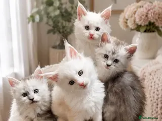 Maine Coon cats 🌟🌟Amazing Kittens Maine Coon 🌟🌟 - Advert 10