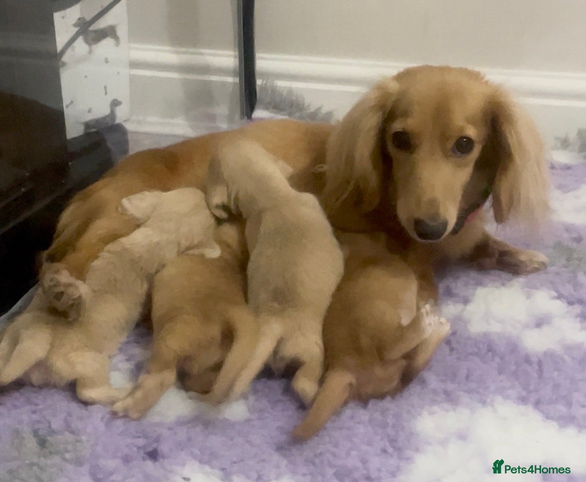 Miniature Dachshund dogs Chocolate based ee Cream/Red Longhaired Dachshunds - Advert 2