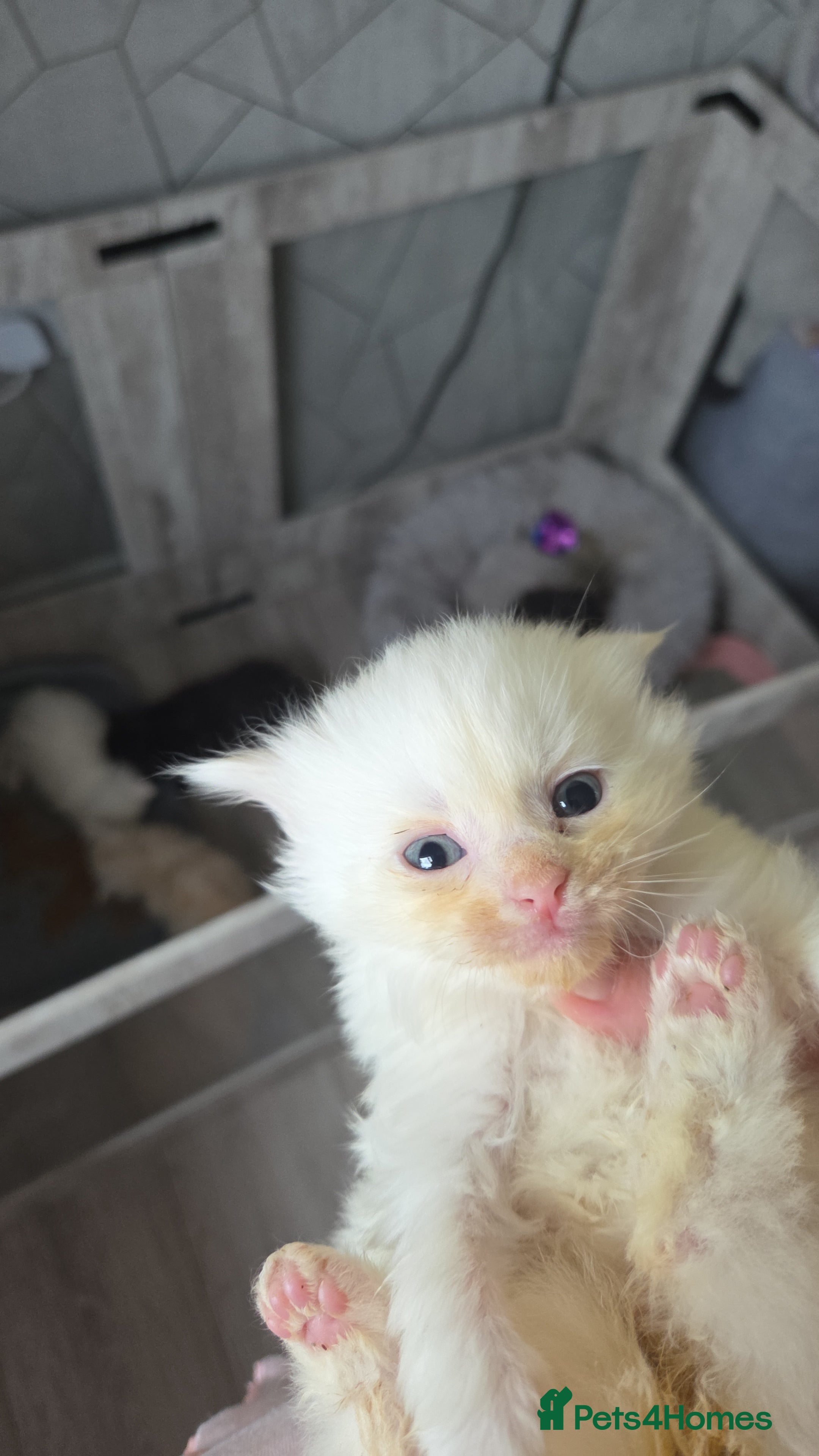 Maine Coon cats TICA registered MaineCoons 😸  - Advert 5