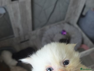 Maine Coon cats TICA registered MaineCoons 😸 - Advert 5