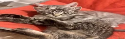 British Shorthair cats for sale: 3 male tabby kittens - Advert 2