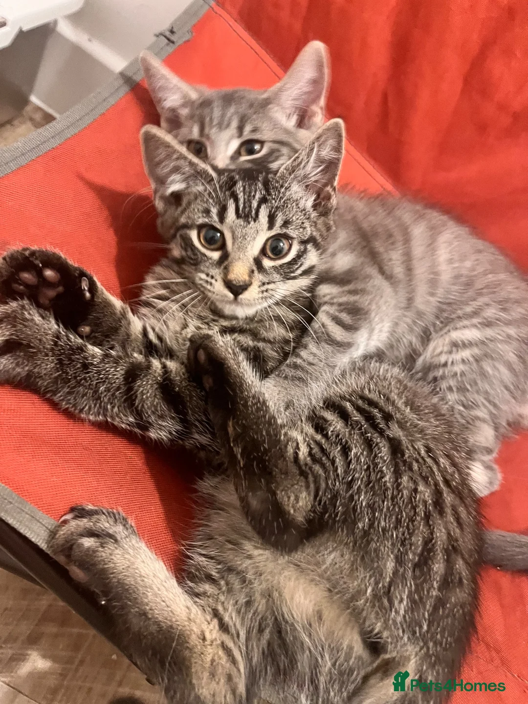 British Shorthair cats for sale: 3 male tabby kittens - Advert 2