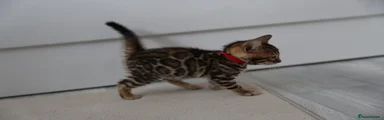 Bengal Kitten 2 Red Collar