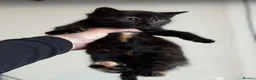 Domestic Shorthair cats for sale: 2 calico female kittens ready to reserve  - Advert 21