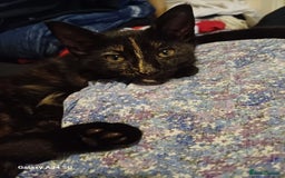 Mixed Breed cats for sale: 4 stunning kittens looking for their forever home. - Image 2