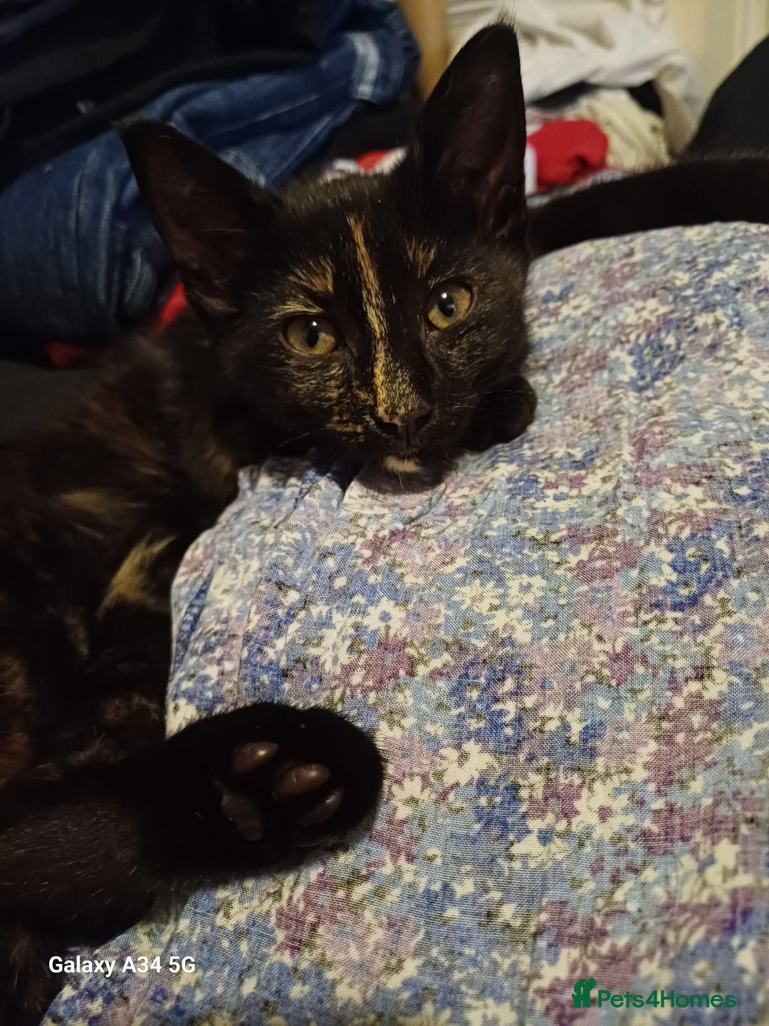 Mixed Breed cats for sale: 4 stunning kittens looking for their forever home. - Image 2