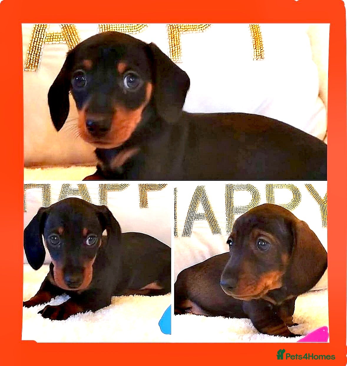 Miniature Dachshund dogs Mini dachshund  - Advert 16