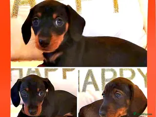 Miniature Dachshund dogs Mini dachshund - Advert 16