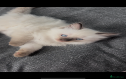 Ragdoll cats for sale: Beautiful Ragdoll kittens  - Image 4