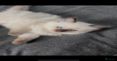 Ragdoll cats - Advert 16