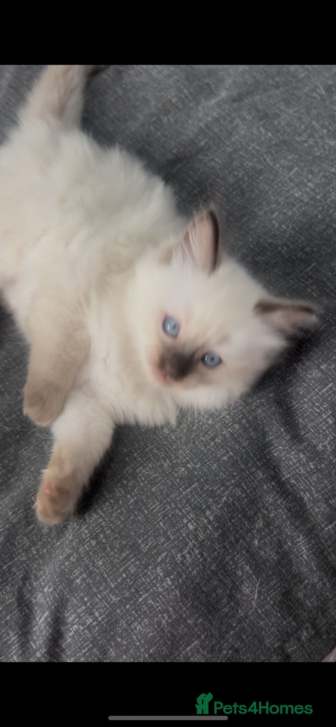 Ragdoll cats for sale: Beautiful Ragdoll kittens  - Image 4