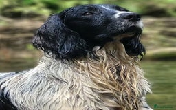 English Springer Spaniel dogs for sale: English springer spaniel pups  - Image 23
