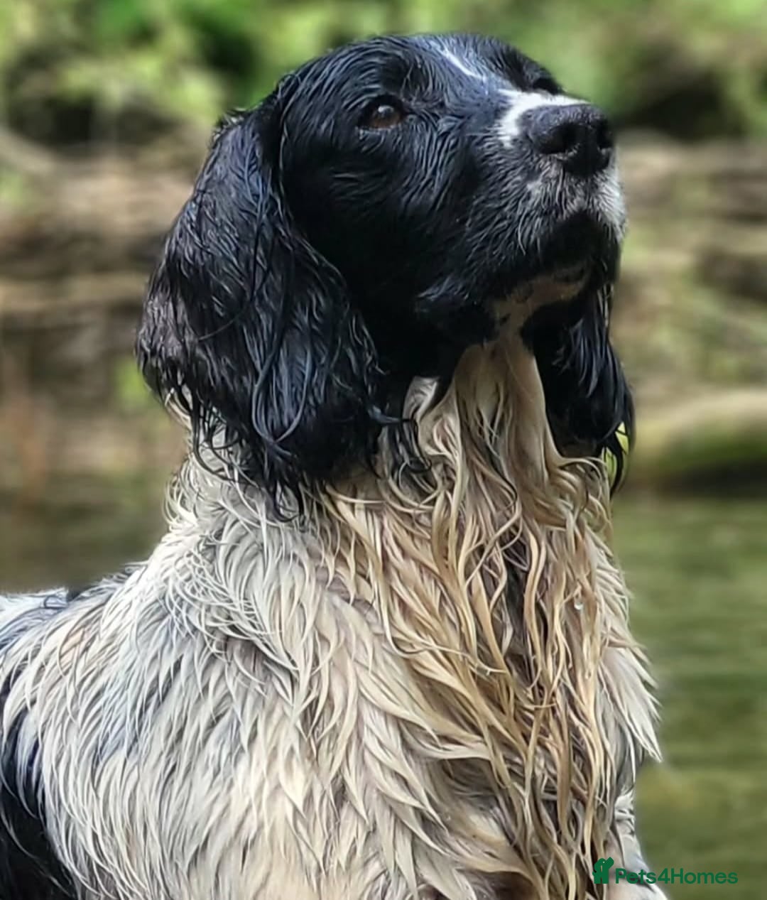 English Springer Spaniel dogs for sale: English springer spaniel pups  - Image 23