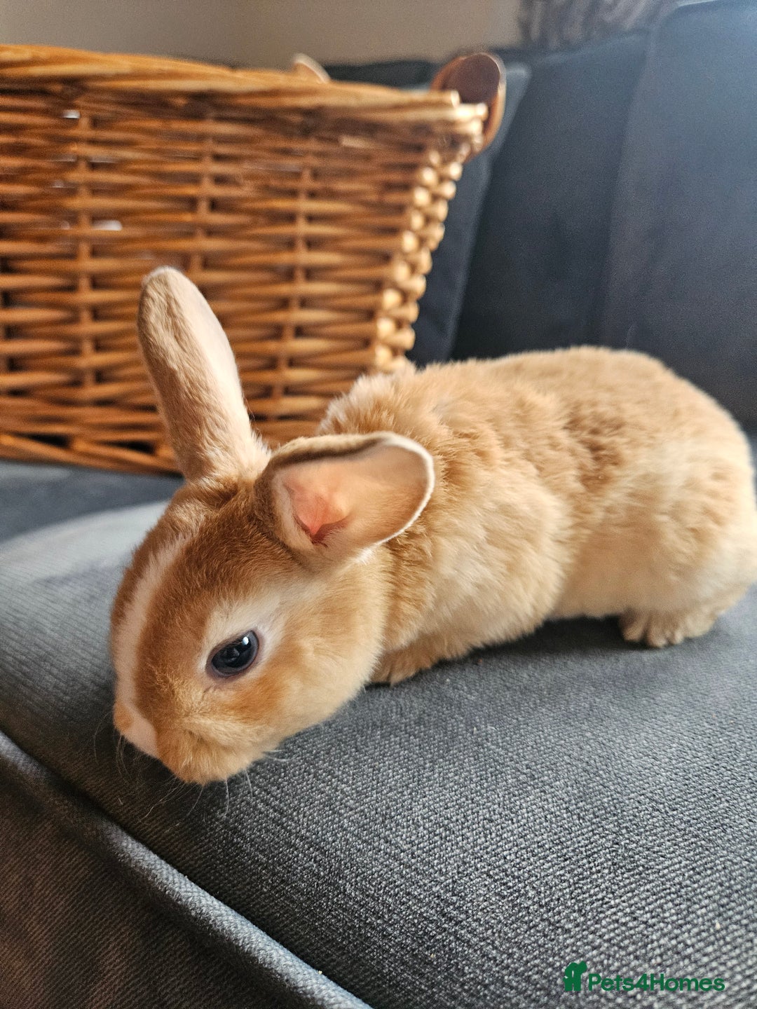 Mini Lop rabbits for sale: Red Rex x Mini Plush Lop - Advert 6