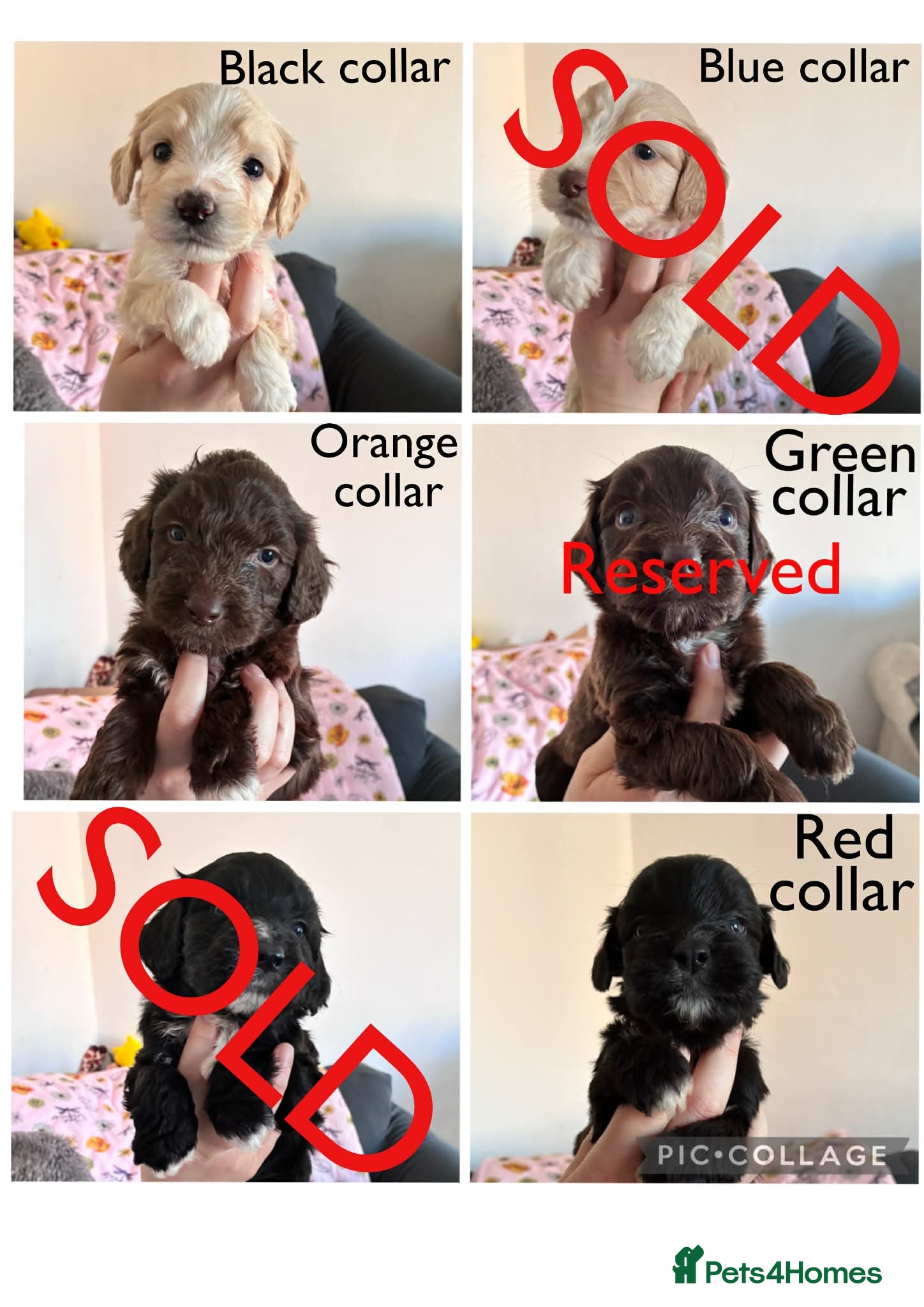 Mixed Breed dogs Beautiful pups - Advert 17