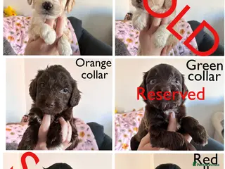 Mixed Breed dogs Beautiful pups - Advert 17