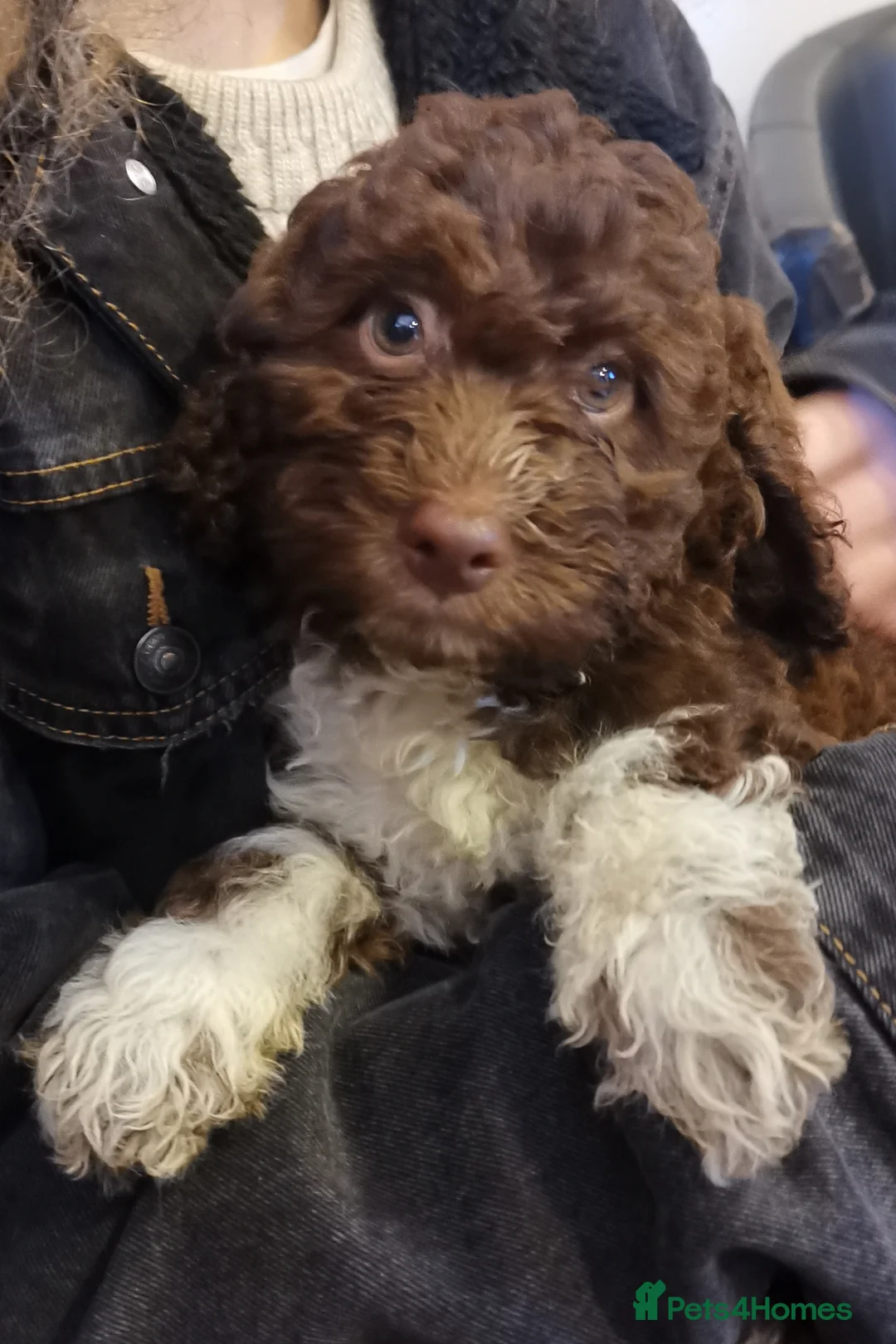Lagotto Romagnolo dogs for stud: Meet Pesto - KC Lagotto at stud in London - Advert 2