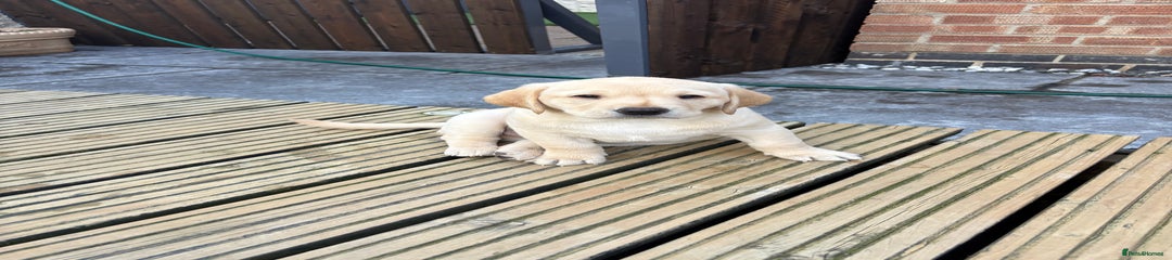 Labrador Retriever Puppy 5