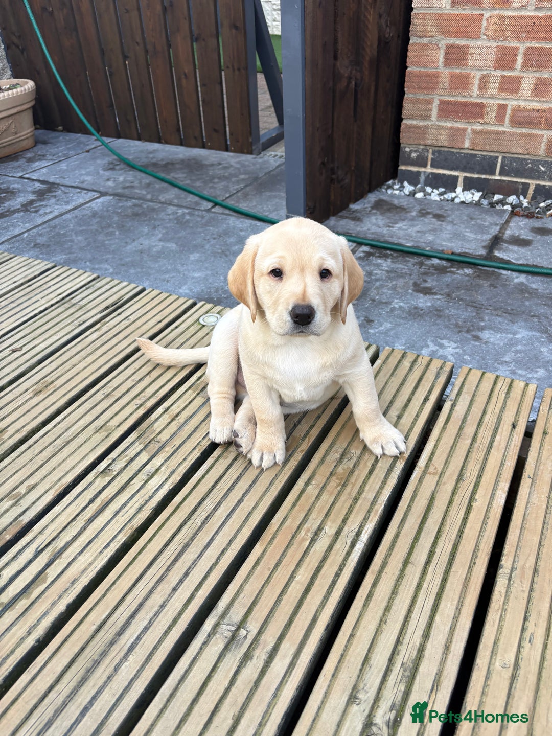 Labrador Retriever dogs for sale: Stunning kc labradors  - Image 6