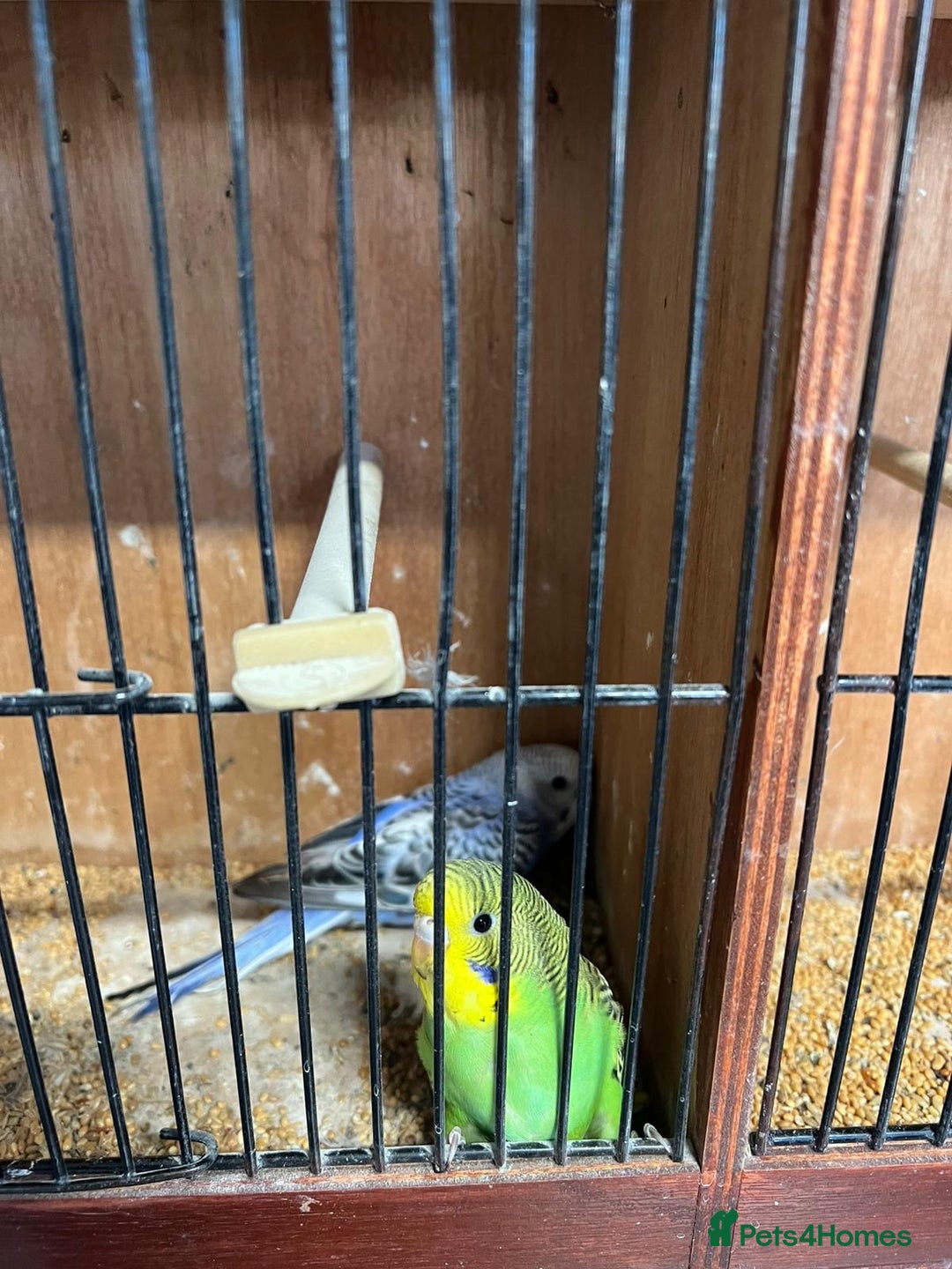 Budgerigars birds for sale: Baby Budgies £20 each - Advert 1