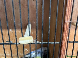 Budgerigars birds Baby Budgies £20 each - Advert 8