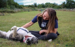 Mixed Breed dogs for adoption: 3 legged Theo is looking for his forever family! - Image 5
