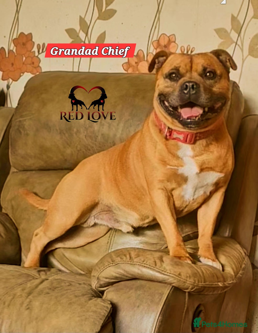 Staffordshire Bull Terrier dogs for sale: FUTURE RED PERFECTION KC PUPPIES - Image 2