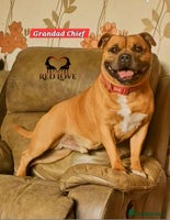 Staffordshire Bull Terrier dogs 🥨Brindle lovers perfect girl available.🥨 - Advert 8