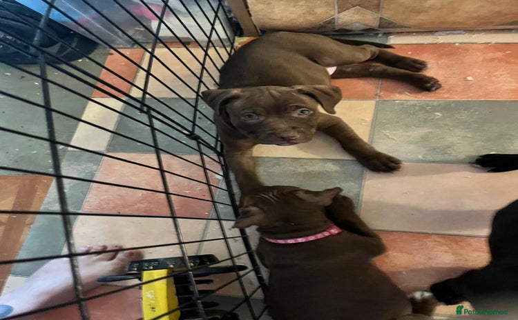 Staffordshire Bull Terrier dogs in Harrow - Advert 2