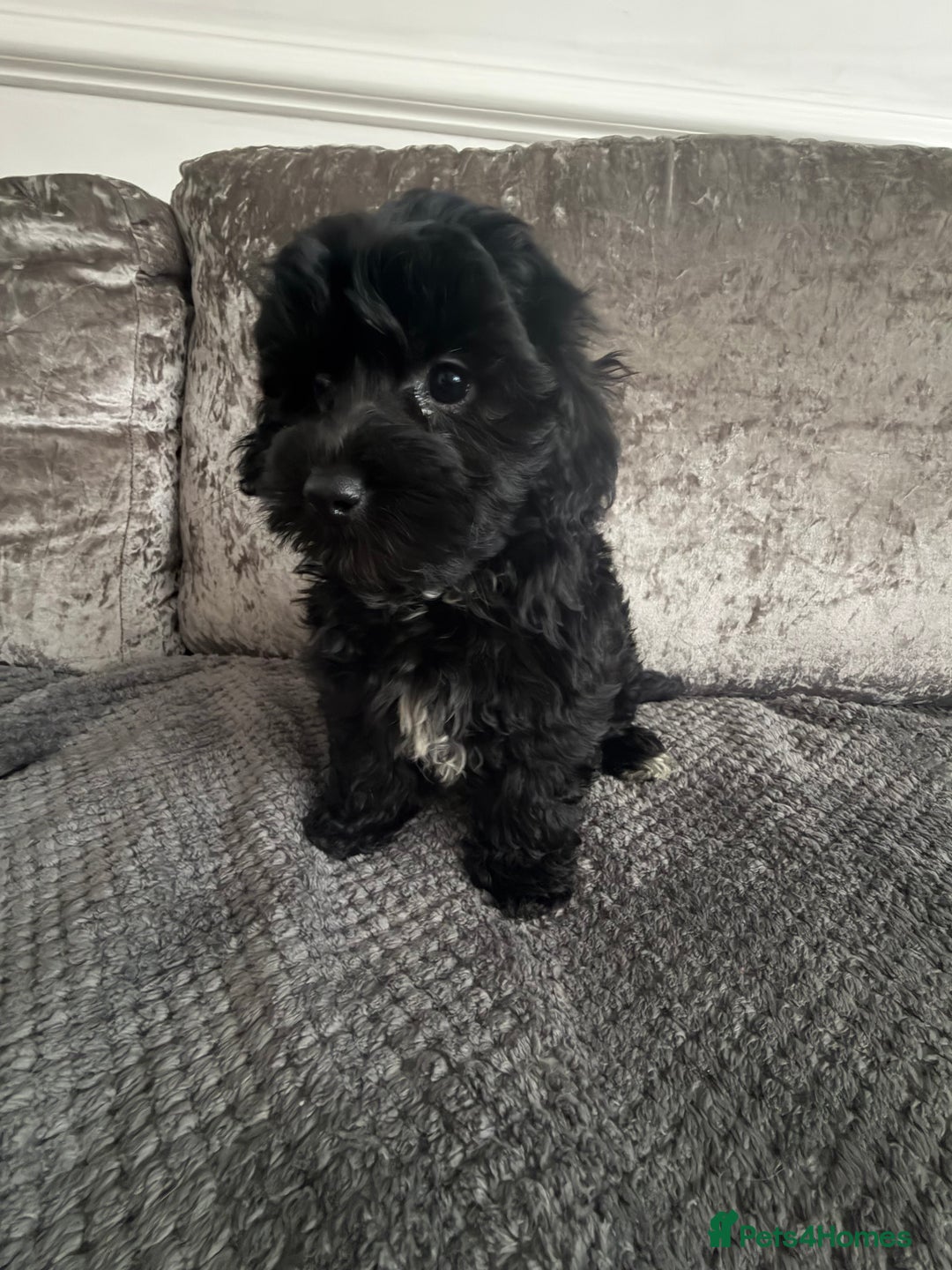 Maltipoo dogs for sale: F1 MALTIPOO PUPS - Advert 12