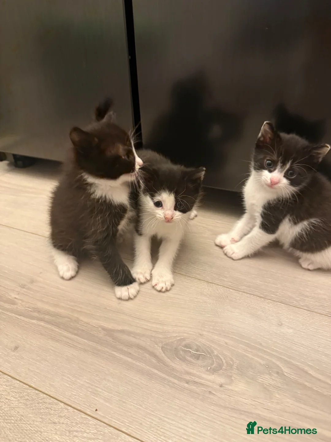 Mixed Breed cats for sale: 2 female & 1 male kittens ❤️ - Advert 17