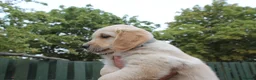 Golden Retriever dogs for sale: READY TO LEAVE Litter of Golden Retriever puppies - Advert 35