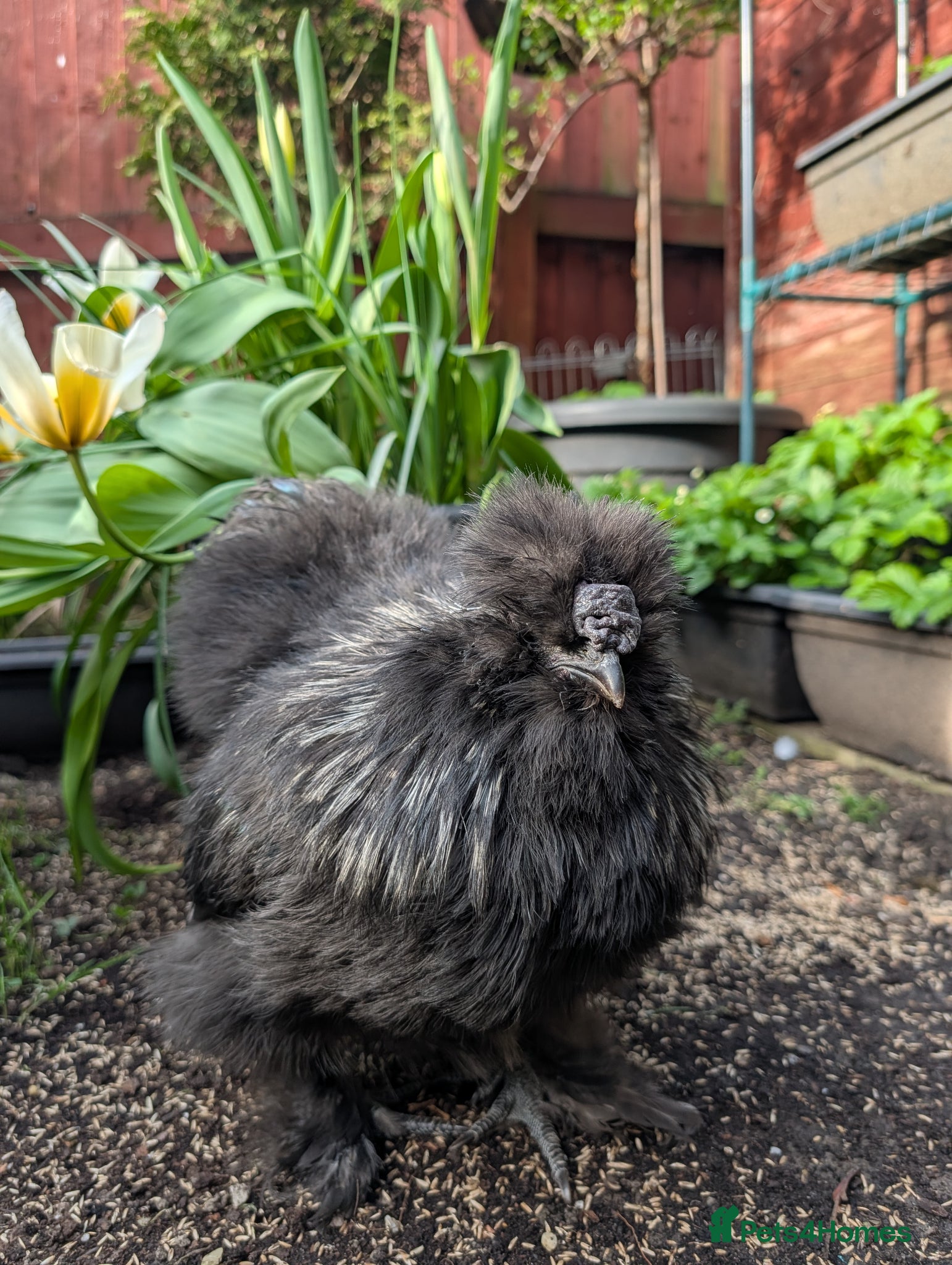Chickens poultry Silkie cockerel - Advert 6