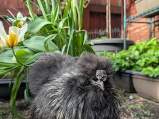 Chickens poultry Silkie cockerel - Advert 6