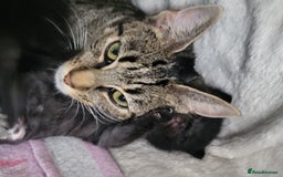 Bengal cats for sale: Bengal mix kittens  - Image 10