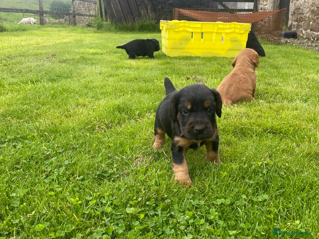Cocker Spaniel dogs for sale: Kc reg working cocker spaniel pups - Image 7
