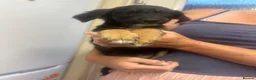 Mixed Breed dogs for sale: Lurcher puppies GSD x saluki ready now  - Advert 7