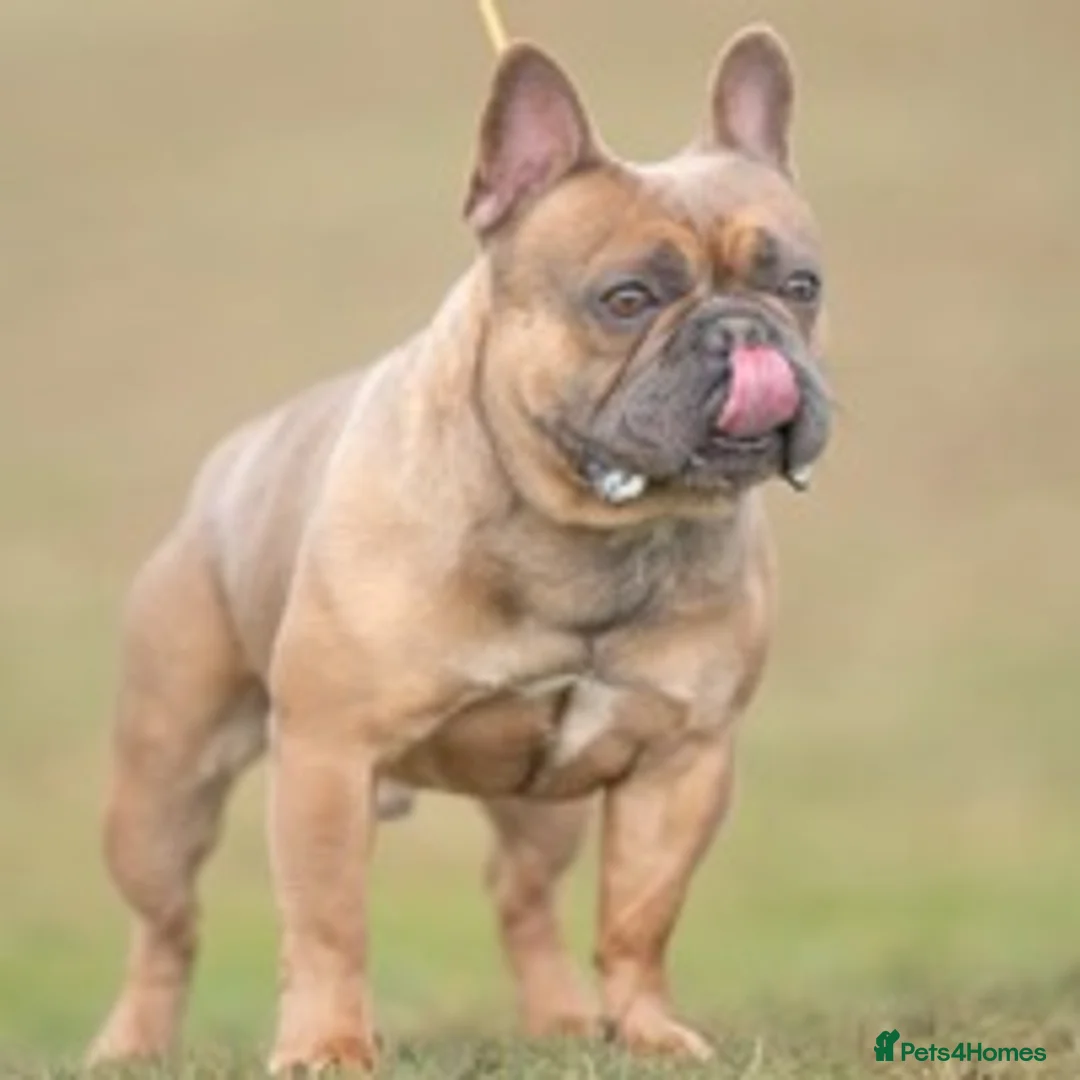 French Bulldog dogs for stud: French Bulldog Stud in Abertillery - Advert 18