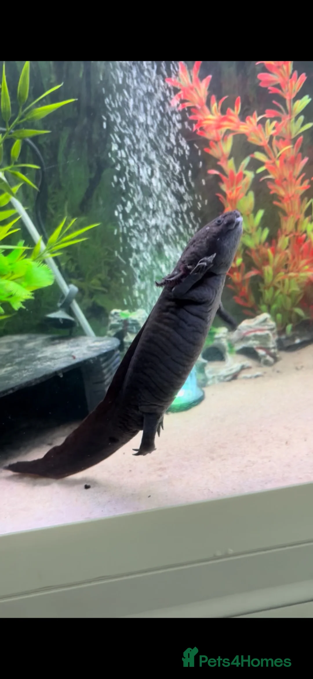 Other/Mixed Breed fish for sale: Pair of 2 male axolotl in Leicester - Advert 5