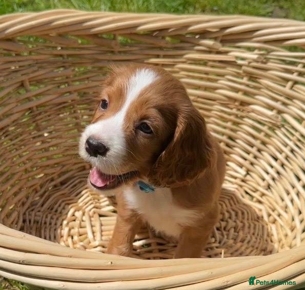 Cocker Spaniel dogs Pretty RKC Cocker Pups Fully DNA Tested 70+FTCH - Advert 14