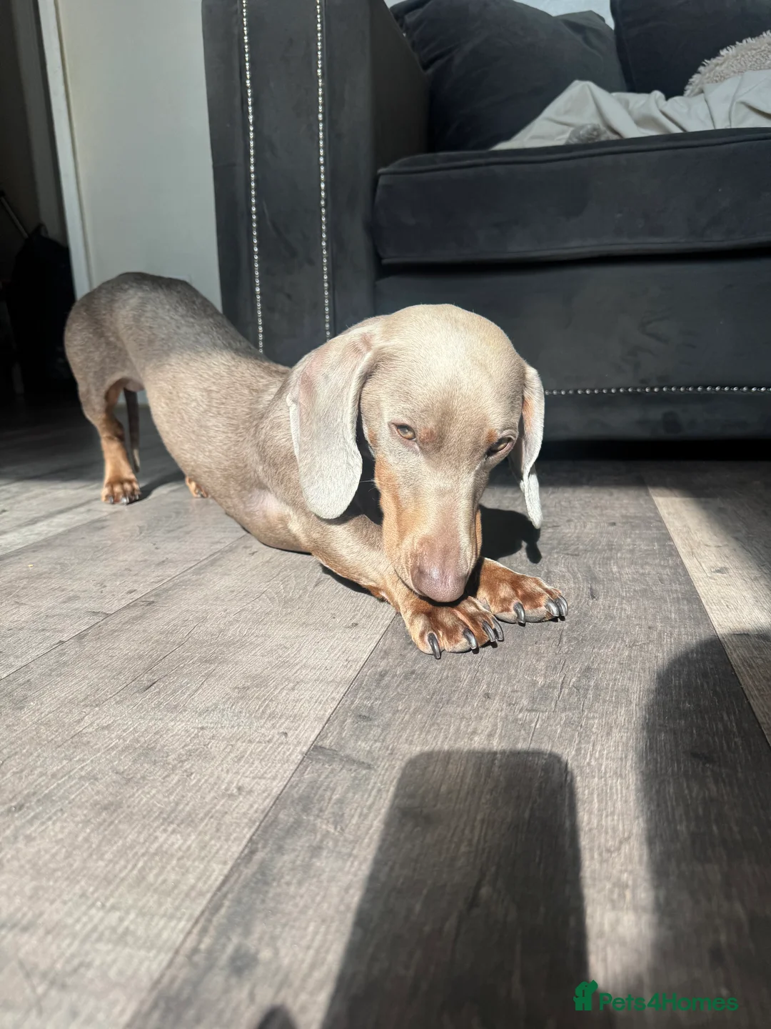 Dachshund dogs for stud: Isabella dachshund ✨ in London - Advert 1