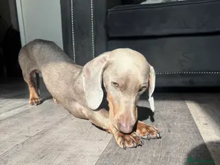 Dachshund dogs Isabella dachshund ✨ in London - Advert 8