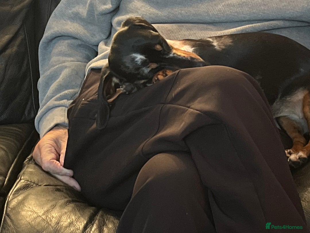 Miniature Dachshund dogs for sale: Miniature dachshund  - Advert 3