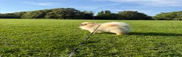 Pomeranian dogs for sale: Gorgeous Pomeranian  - Advert 4