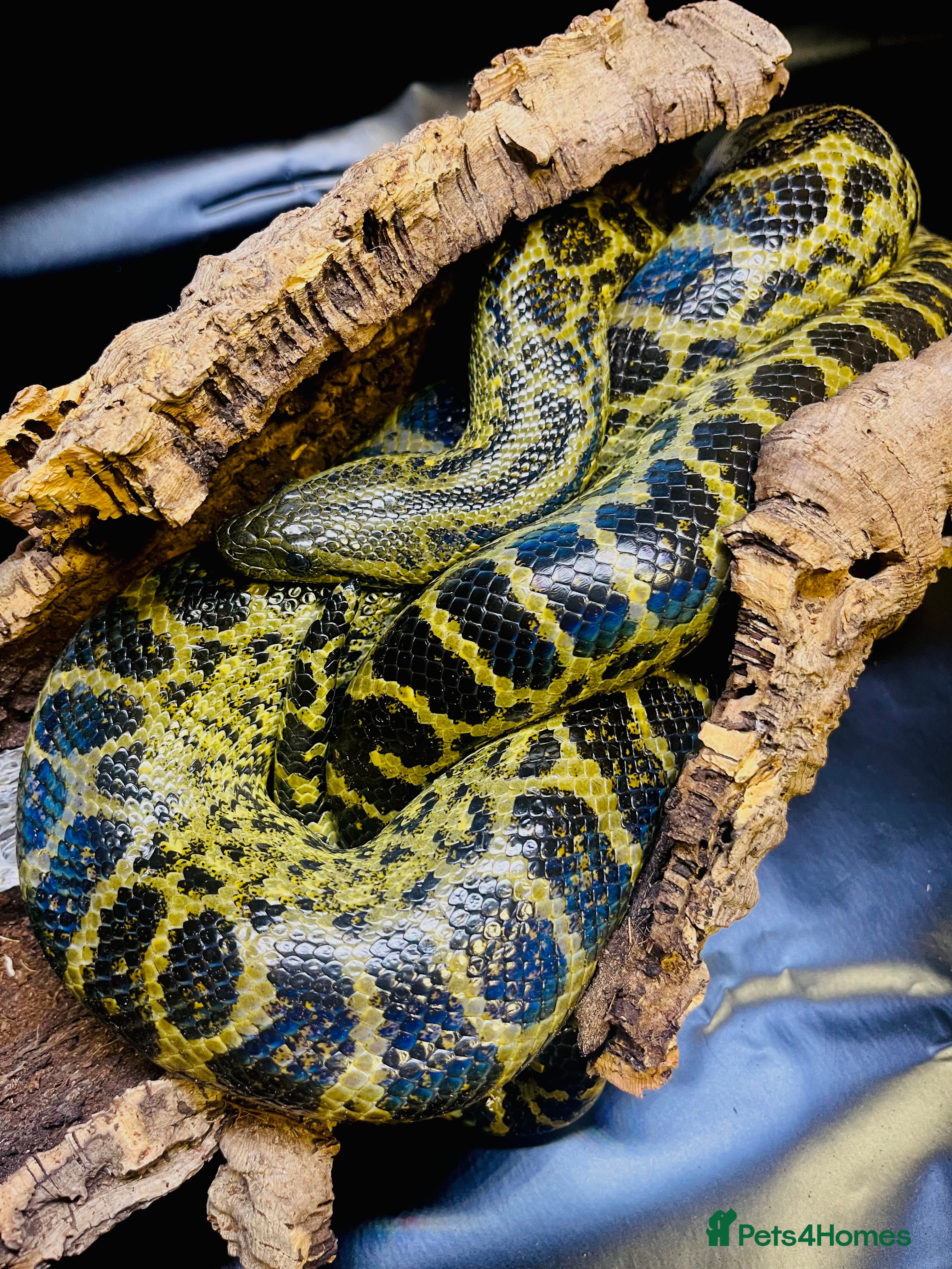 Boa Snake reptiles Yellow Anaconda  - Advert 1