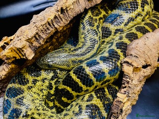 Boa Snake reptiles Yellow Anaconda - Advert 1