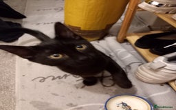 Domestic Shorthair cats for sale: Cute Black Kitten! - Image 5