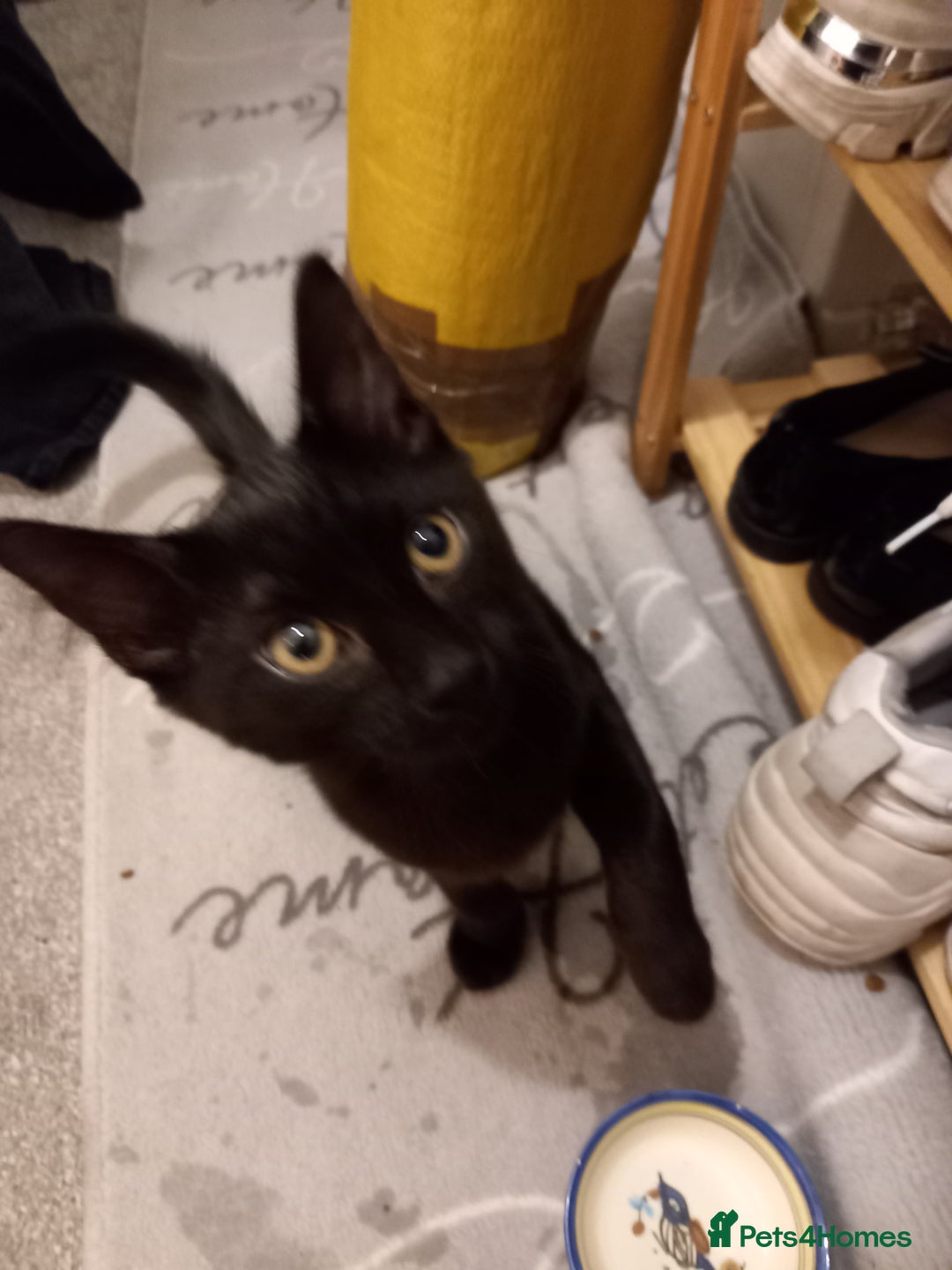 Domestic Shorthair cats for sale: Cute Black Kitten! - Image 5